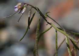 Image of Soldier Rockcress