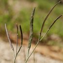 Image of Howell's pioneer rockcress