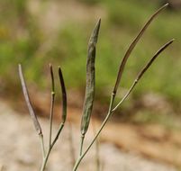 Image of Howell's pioneer rockcress