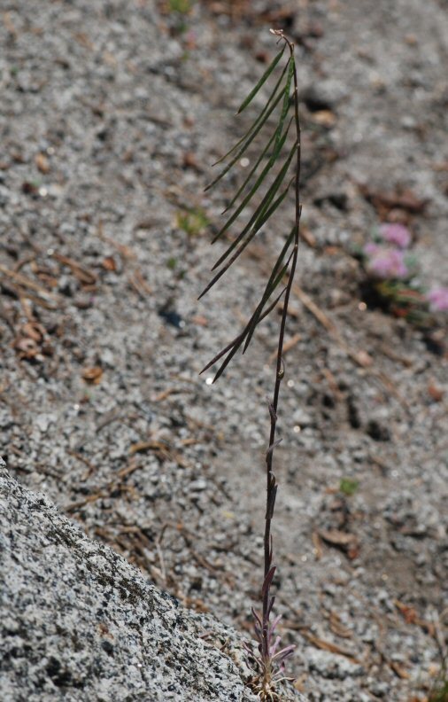 Image of bristlyleaf rockcress