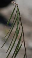 Image of bristlyleaf rockcress