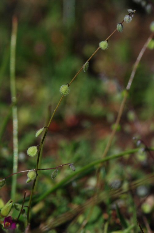 Image de Athysanus pusillus (Hook.) Greene