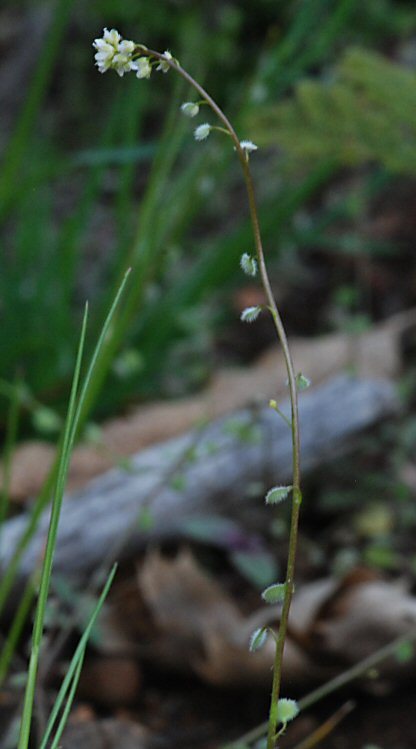 Image de Athysanus pusillus (Hook.) Greene