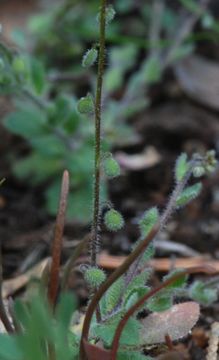 Image de Athysanus pusillus (Hook.) Greene