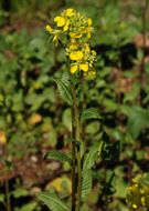 Image of black mustard