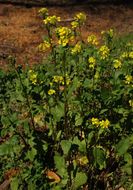 Image of black mustard