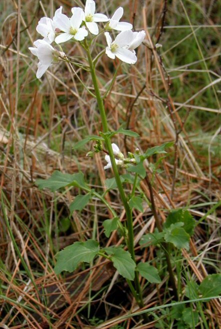 Image of milkmaids