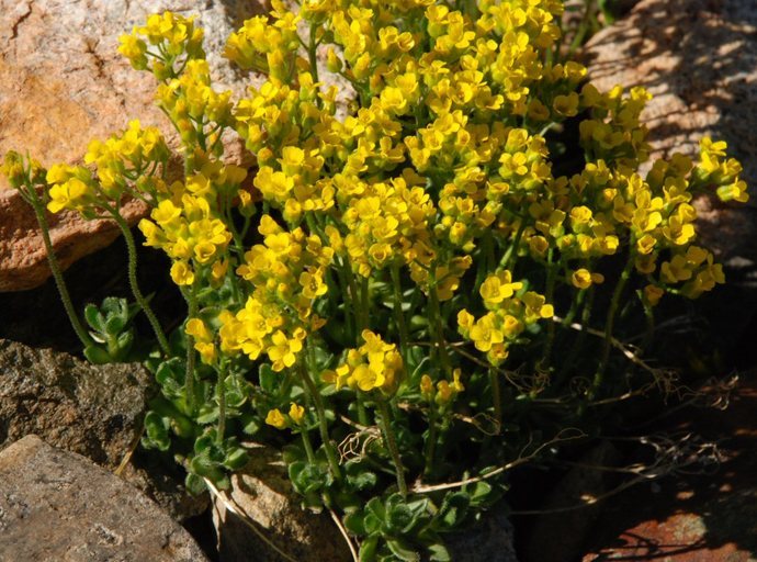 Image of granite draba