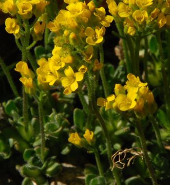 Image of granite draba