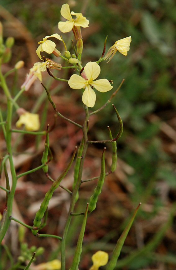 Image of wild radish