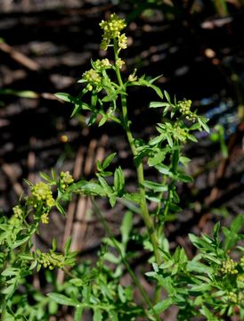 Image of curvepod yellowcress