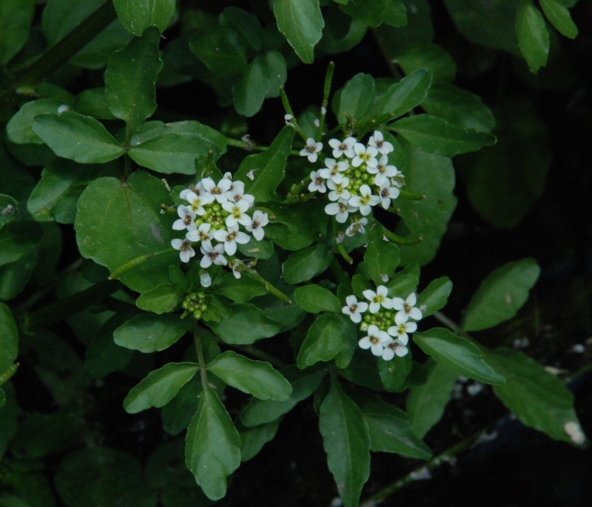 Image of Water-cress