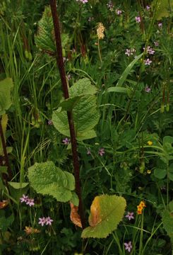 Image of charlock mustard