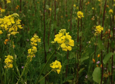 Image of charlock mustard