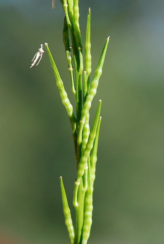 Image of charlock mustard