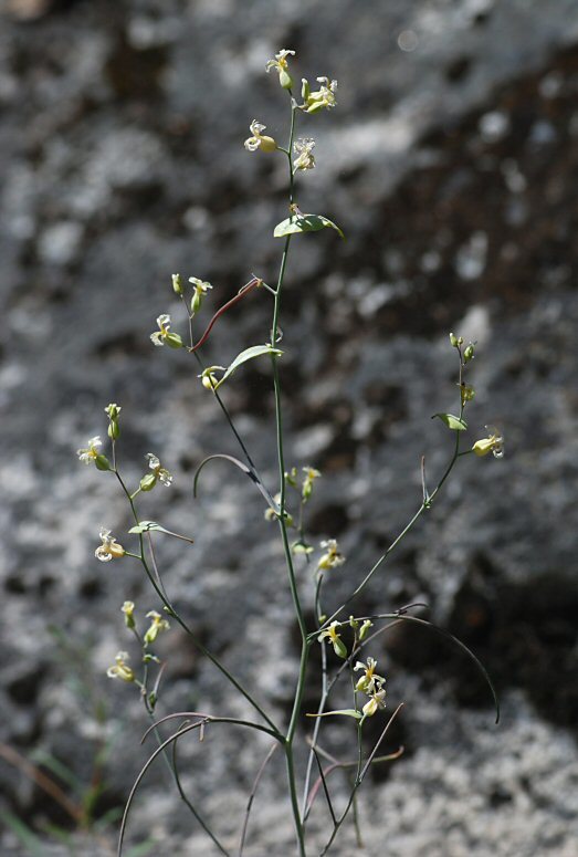 Image of variableleaf jewelflower