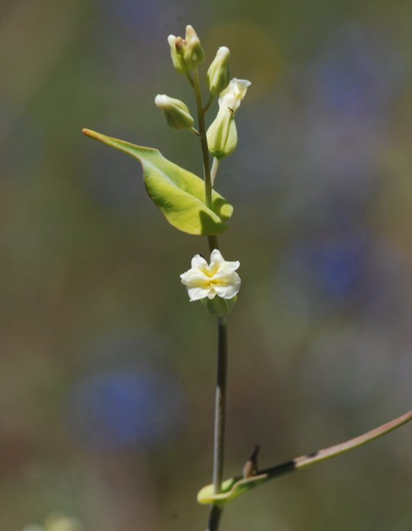 Image of variableleaf jewelflower