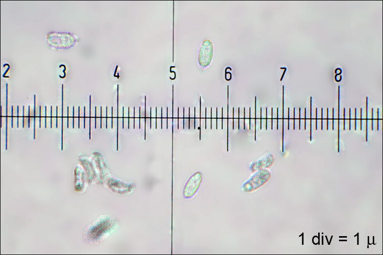 Image of Lenzites betulina (L.) Fr. 1838