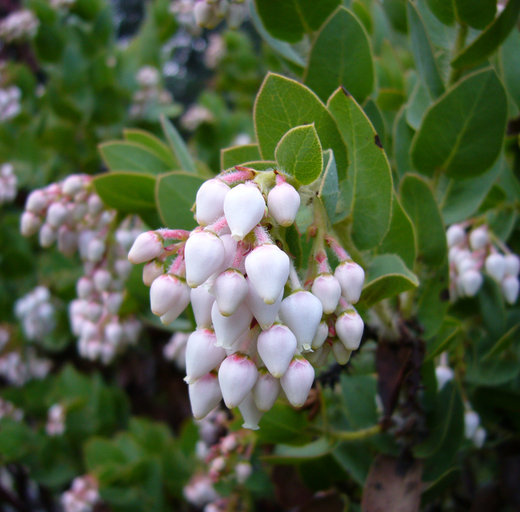 Слика од Arctostaphylos refugioensis Gankin