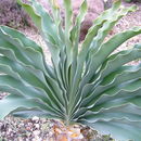 Image of Namaqua century plant