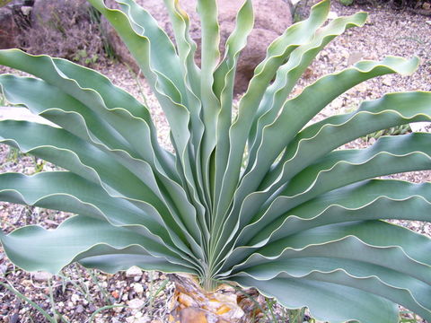 Image of Namaqua century plant