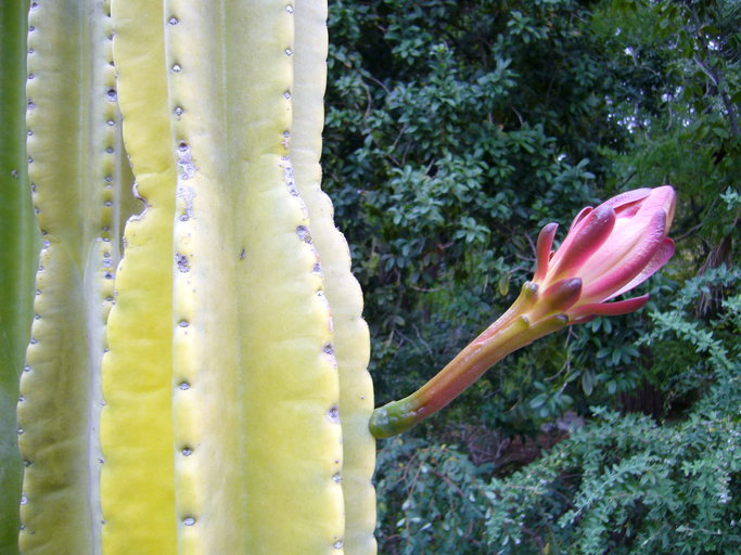 Image of Andes organ pipe