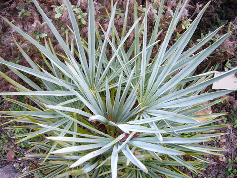 Image of Chamaerops humilis var. argentea (anon.) André