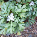 Image of Chrysanthemum zawadskii Herbich