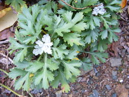 Image of Chrysanthemum zawadskii Herbich