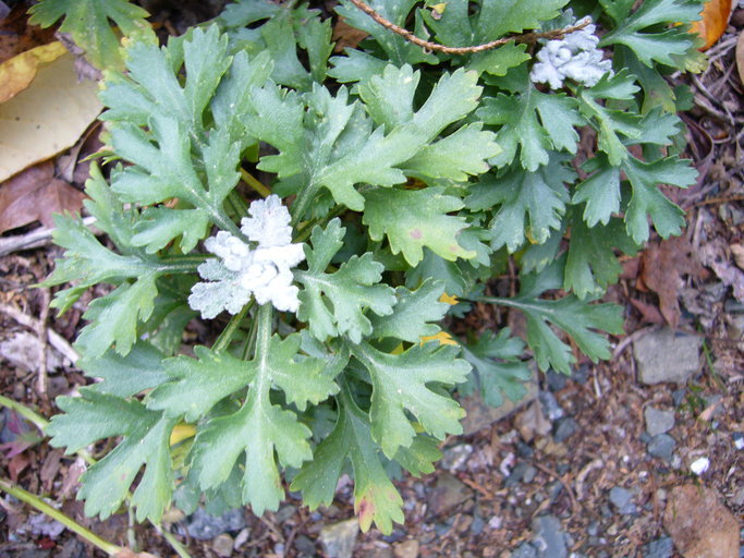 Chrysanthemum zawadskii (rights holder: 2009 Zoya Akulova)