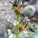 Image of Dyckia remotiflora A. Dietr.