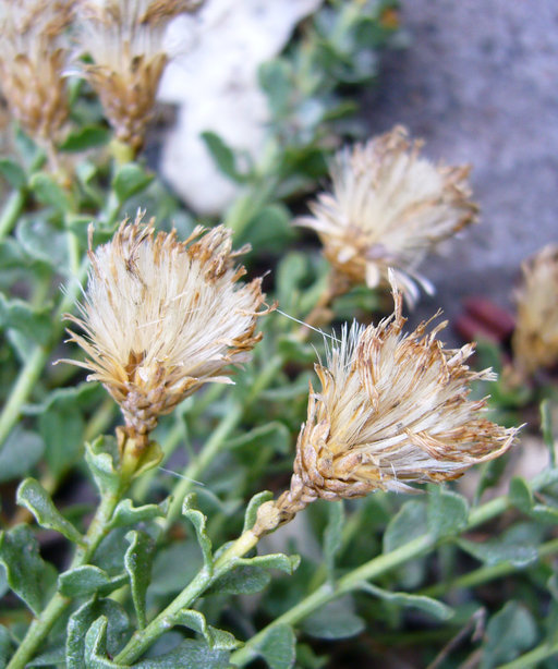 Image of cliff goldenbush