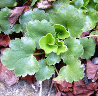 Image de Heuchera elegans Abrams