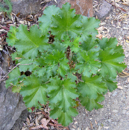 Image of Jill of the rocks