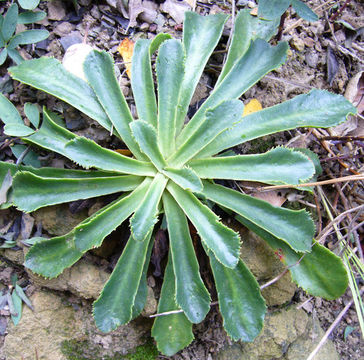 Image of Heckner's lewisia