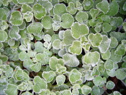 Image of horehound