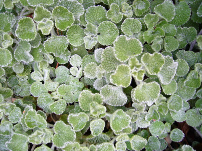 Image of horehound