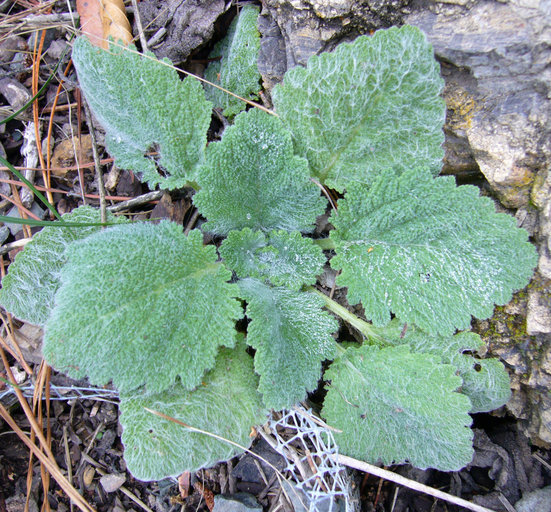 Image of Europe sage