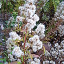 Plancia ëd Solidago virgaurea subsp. asiatica (Nakai ex Hara) Kitam. ex Hara