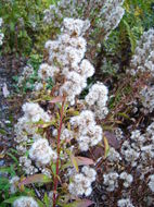 Imagem de Solidago virgaurea subsp. asiatica (Nakai ex Hara) Kitam. ex Hara