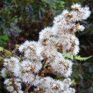 Imagem de Solidago virgaurea subsp. asiatica (Nakai ex Hara) Kitam. ex Hara