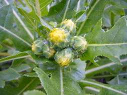 Plancia ëd Sonchus acaulis Dum.-Cours.