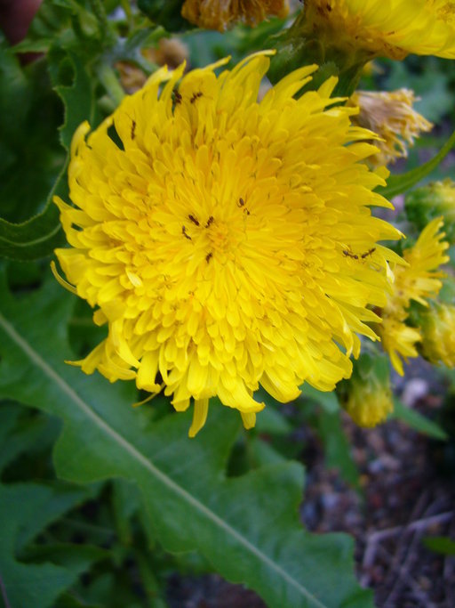 Plancia ëd Sonchus acaulis Dum.-Cours.