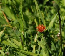 Image of orange agoseris