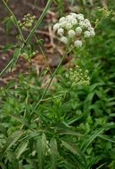 Image of western water hemlock