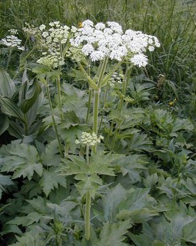 Plancia ëd <i>Heracleum maximum</i>