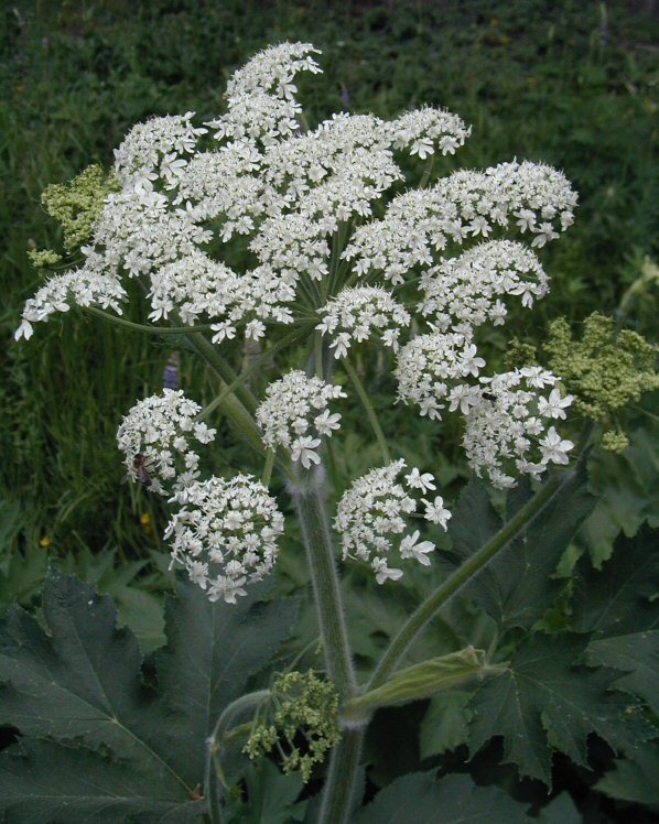 Image of common cowparsnip