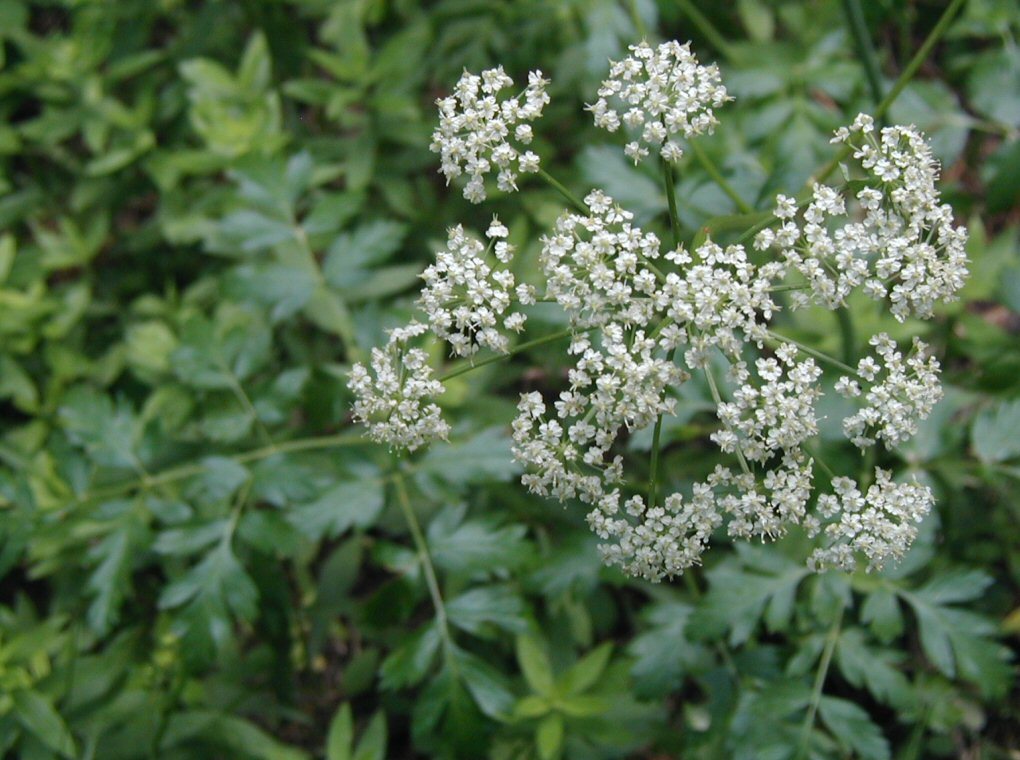 Image of Gray's licorice-root