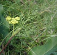 Image of common lomatium