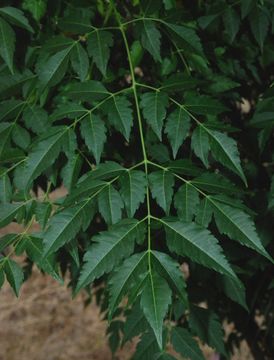 Image of Chinaberry